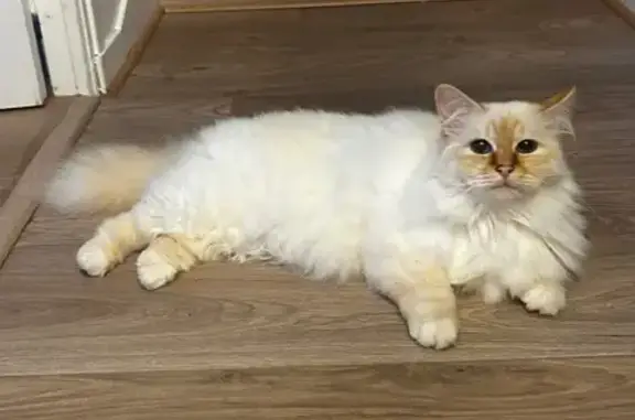 Chat perdu, Sainte-Marie, photo: Chat perdu, La Posnière, Sainte-Marie - Sacrée de Birmanie