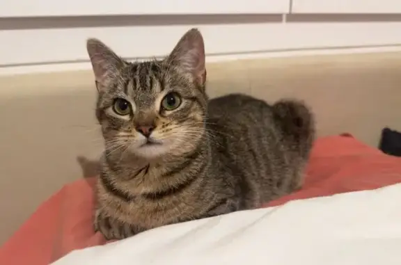 Chat perdu, Route de la Sabatie, Prigonrieux - petite chatte tigrée - photo
