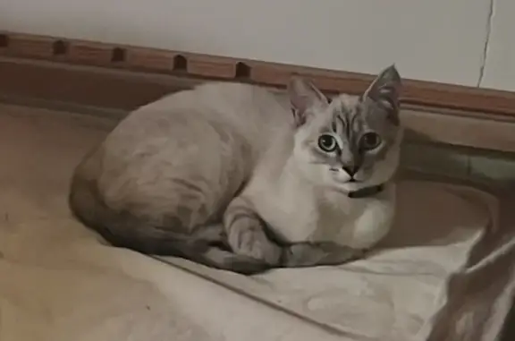 Chat perdu, La Salvetat-Saint-Gilles, photo: Chat perdu, Rue de Taure, 29, La Salvetat-Saint-Gilles - collier rose