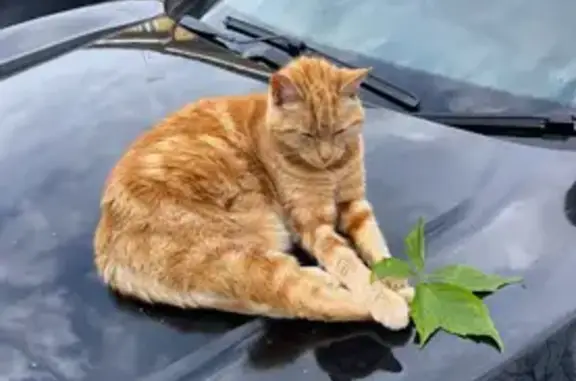 Lost female cat, Clements Close, Friern Barnet - ginger and very friendly - photo