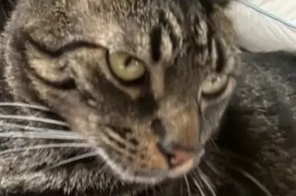 Lost male cat, East Main Street, Lansdale - grey and black stripes - photo