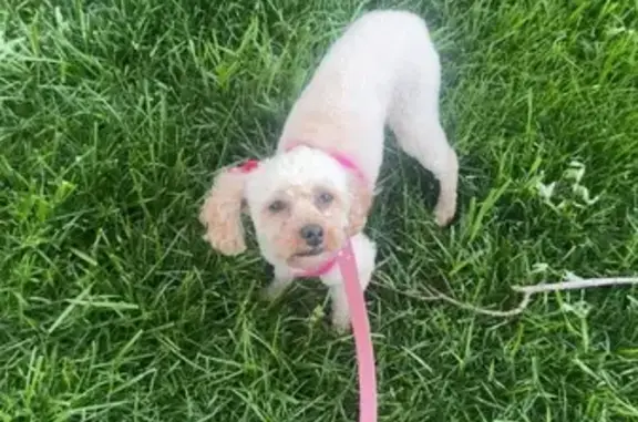 Lost female dog, Riverside Drive, 9462, Dublin - cream-tan with blue collar and pink bow - photo