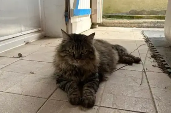 Animaux perdus Saint-Pierre-d'Aurillac, photo: Chat perdu, Rue Grande Rue, Le Pian-sur-Garonne - collier rouge
