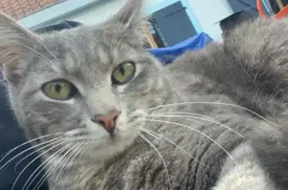 Chat perdu, Strasbourg, photo: Chat perdu, Rue Principale, Strasbourg - tigré gris et crème, déformation à la queue