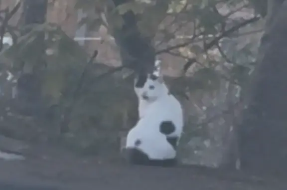 Missing cat Dagenham, photo: Lost female cat, Finnymore Road, Dagenham - older and bicolored