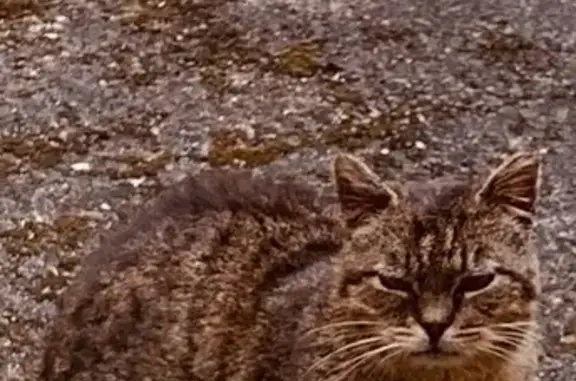 Animaux trouvés Paris, photo: Chat trouvé, Paris (ff591198)