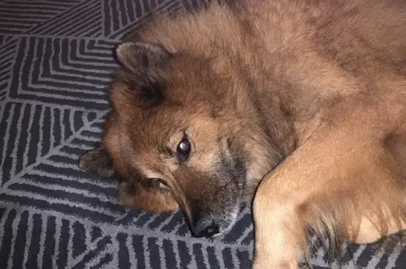 Animaux perdus Châtel-Saint-Germain, photo: Chien perdu, Rue des Lilas, Conflans-en-Jarnisy - Eurasier fauve