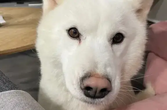 Perdido perro, Lugar Coto de A...