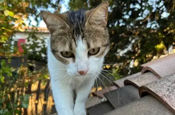 Chat trouvé Marseille, photo: Chat trouvé, Saint-Saturnin-lès-Apt, Marseille - bloqué dans un arbre