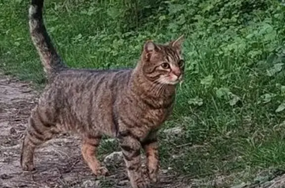 Animaux trouvés Viroflay, photo: Chat trouvé, Rue du Chêne de la Vierge, Viroflay