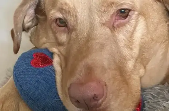 Lost dog, East 57 Street, Kansas City - yellow lab with white chest - photo