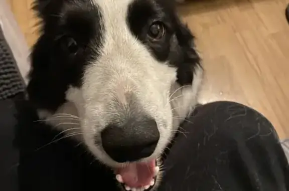 Chien trouvé Rezé, photo: Chien trouvé, Rue Alexandre Huchon, Rezé - jeune Border Collie