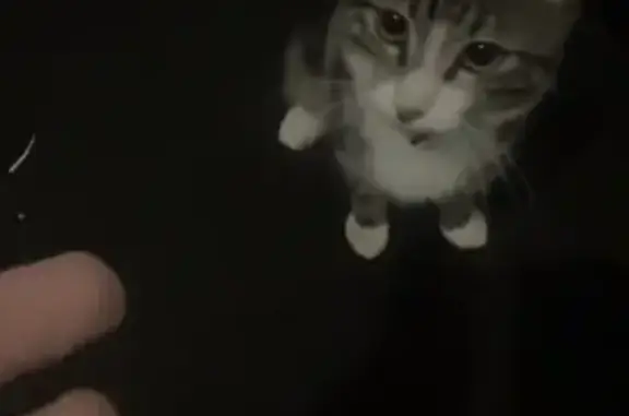 Lost cat, Finsbury Road, Rocki...