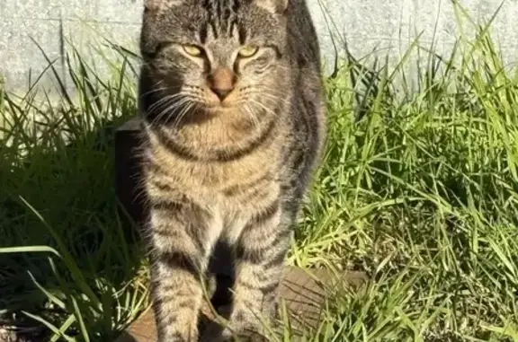 Lost male cat, Olive Court, Campbelltown - medium-sized tabby with brown and black stripes - photo
