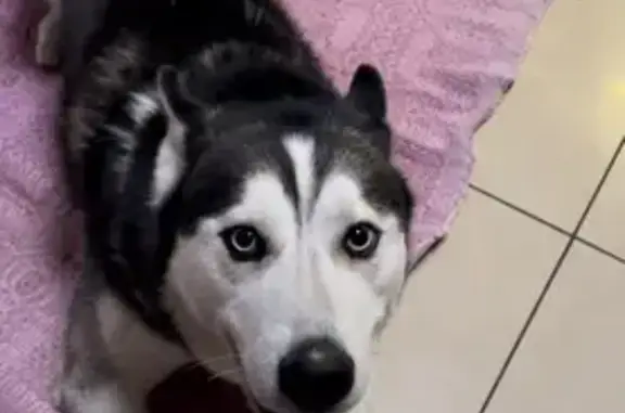 Lost pets Dandenong, photo: Lost dog, Corrigan Road, 402, Dandenong - black and white Siberian husky