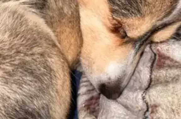 Lost dog, Toepperwein Road, Converse - blue eyed small husky mix - photo