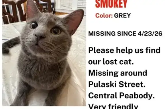 Lost dog, Central Street, 121, Peabody - gray with green eyes - photo