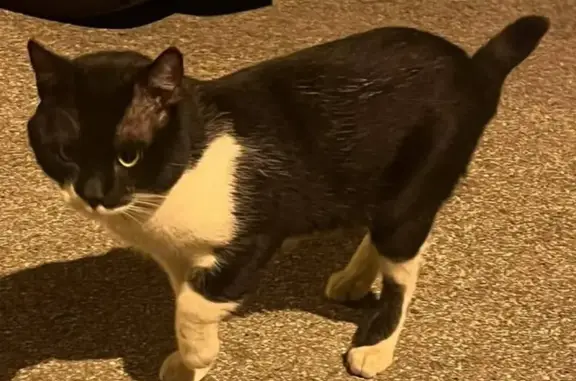 Gato encontrado Madrid, foto: Encontrado gato, Carrer Domènec Fins, Montcada i Reixac, Madrid - negro y blanco con collar rojo