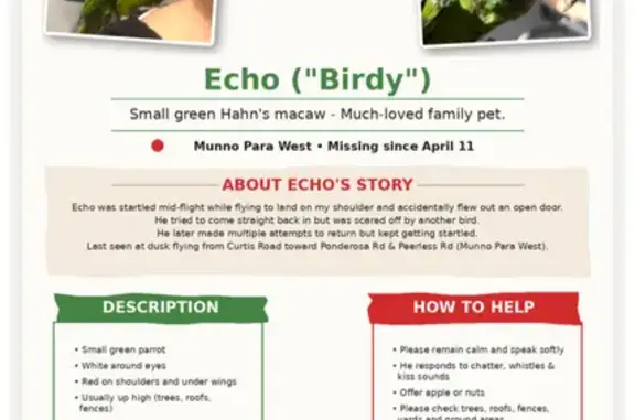Lost bird, Gemini Drive, Playford - Green Hahns Macaw, 1.5 years old - photo