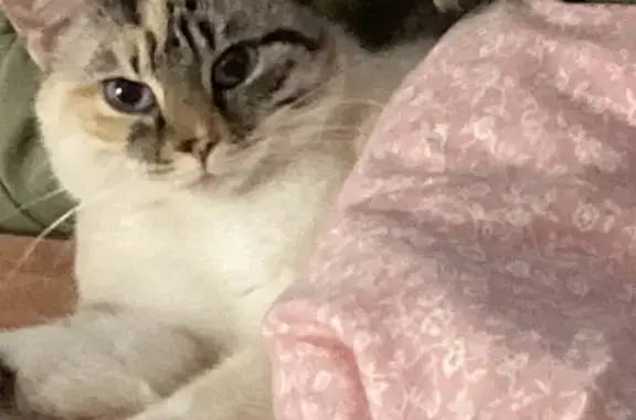 Chat perdu, Plougasnou, Paris - chatte stérilisée et pucée - photo