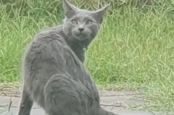 Lost cat, Flint Street, Ipswic...