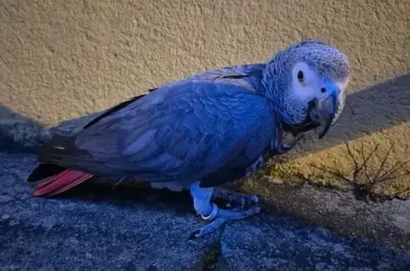 Oiseau perdu, Rue Col Cayrol, Elne - gris à queue rouge - photo