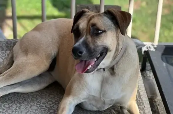 Lost dog, Augusta Street, Brisbane - female, timid and shy - photo