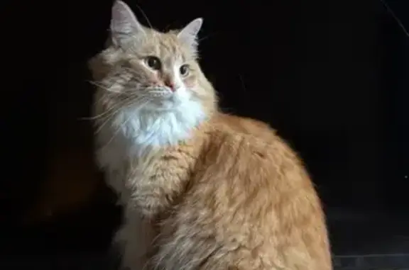 Lost cat, Margaret Avenue, Sal...