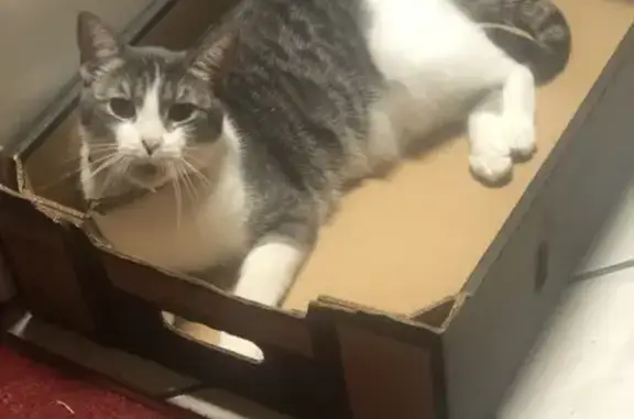 Lost cat, Rothwell Avenue, Sal...