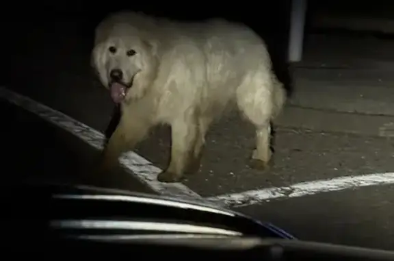 Animaux trouvés La Motte-Saint-Martin, photo: Chien trouvé, Route du Lac, 69, Sinard - grand chien blanc type Patou