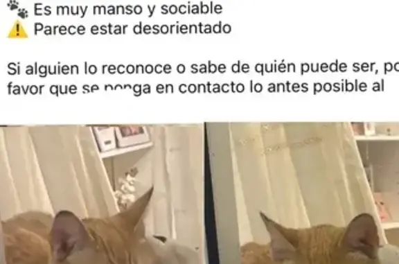 Gato encontrado Sevilla, foto: Encontrado gato macho, Torreblanca, Sevilla