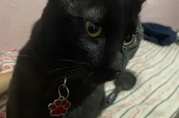 Animales perdidos San Pablo de las Salinas, foto: Gato perdido Macho, San Pablo de las Salinas (mxl489334)