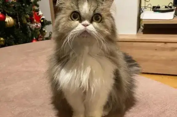 Perdido gato macho, Lugar Llames de Baxu, 32, Nava - muy miedoso - photo