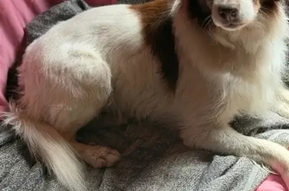 Perdido perro macho, Calle Cam...