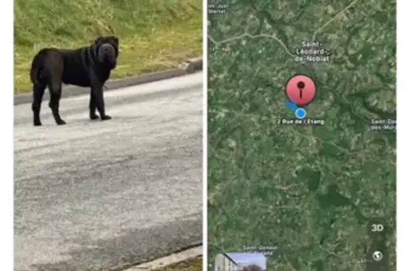 Animaux perdus Saint-Léonard-de-Noblat, photo: Chien perdu, L'Étang, 14, Eybouleuf, Bordeaux - shar pei noir