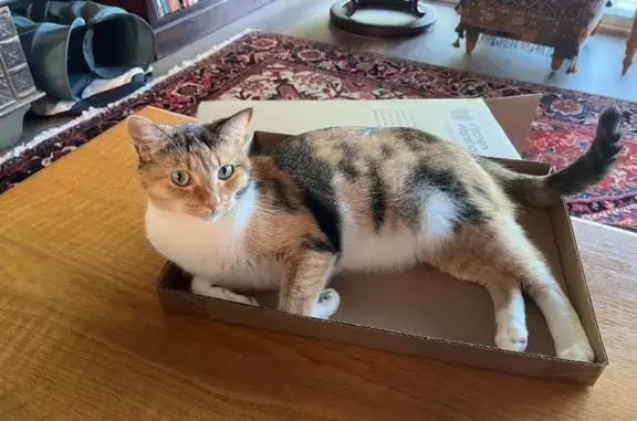 Lost female cat, The Esplanade, 105C, Mount Pleasant - photo