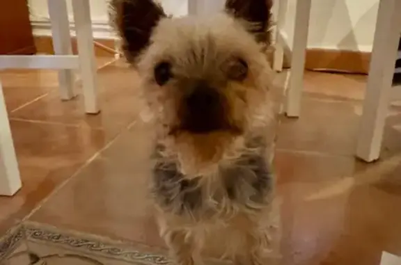 Encontrado perro, Sant Josep d...