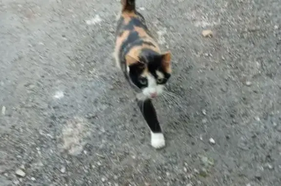 Chat perdu, Rue du Dropt, Villeréal - couleur Isabelle, a perdu un oeil - photo