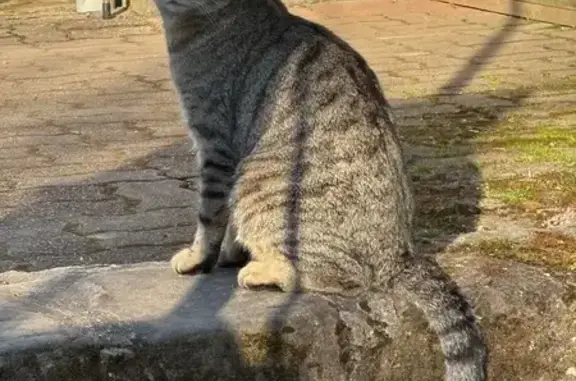 Animaux trouvés Corbenay, photo: Chat trouvé, Girancourt, Corbenay - tigré gris