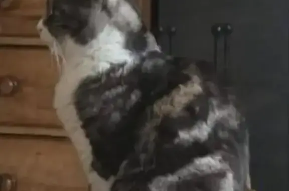 Lost male cat, Frederick Street, Woodville - grey and white tabby - photo