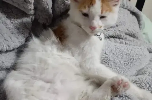 Lost cat, Chaucer Street, Adelaide - male with orange and white fur - photo