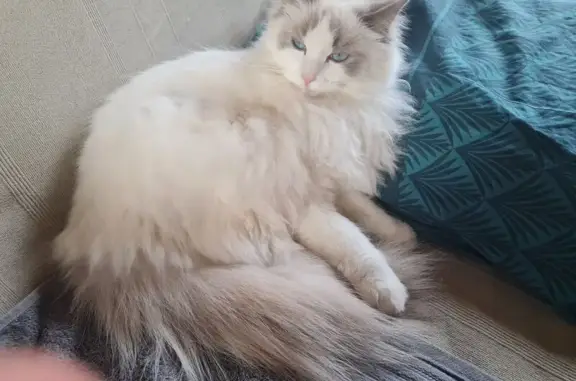 Animaux perdus Boussac, photo: Chat disparu Fille, Boussac (fl591236)