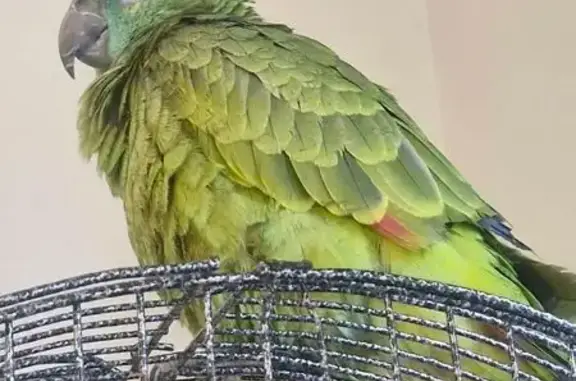 Lost bird, Hanson Road, 80, Hume City, Wollert - Blue Front Amazon - photo