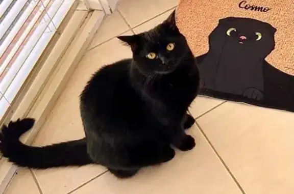 Lost cat, Milleara Road, Moonee Valley - large black male with yellow eyes - photo