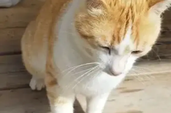Chat trouvé Chatte, photo: Chat trouvé mâle, Chatte