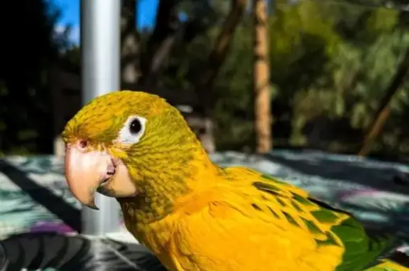 Oiseau perdu, Los Masos, Pia - petit perroquet jaune et vert - photo