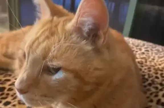 Lost male cat, Cypress Street, Hornsby - big ginger tabby - photo