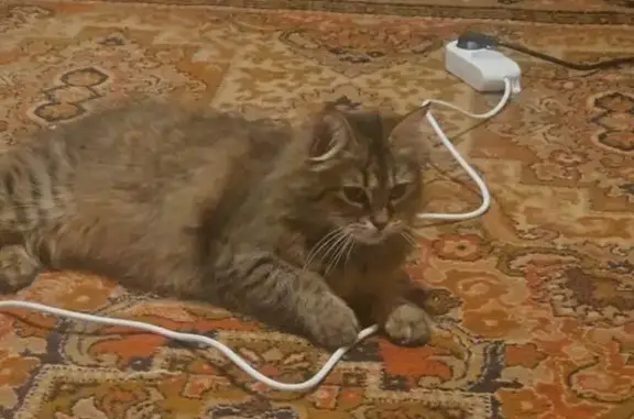 Зникла кішка, Діамантна вулиця, 10, Дніпро - зникла 25 квітня - photo