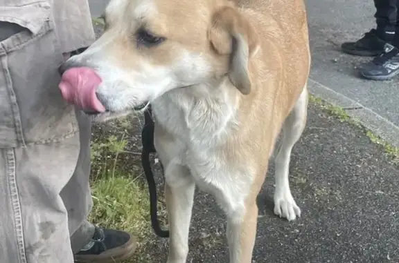 Chien trouvé Ploudalmézeau, photo: Chien trouvé, rond-point du café charbon, Nevers - récupéré par les pompiers