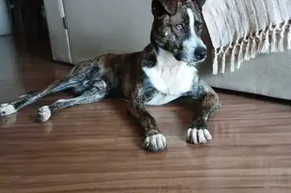 Cachorro encontrado Macho (brf...